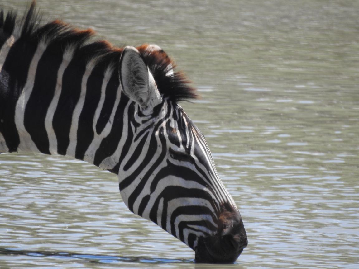 Dorstige zebra