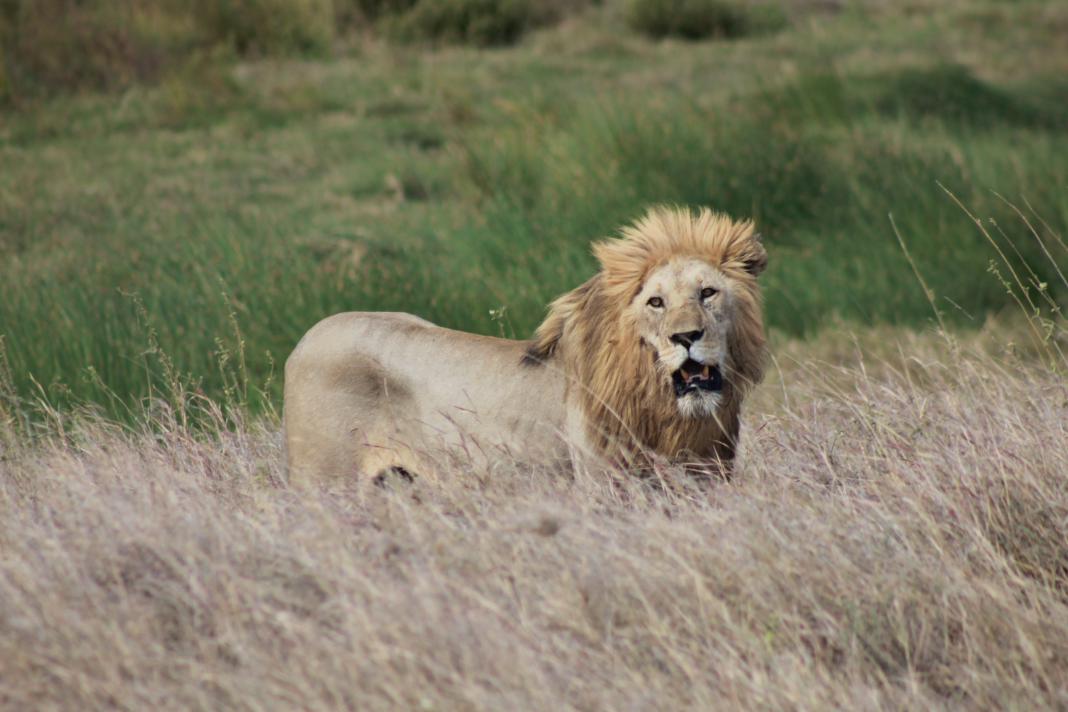 Deze leeuw moet nodig eten