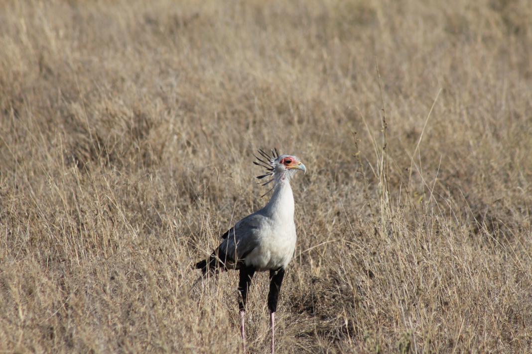 Secretary Bird