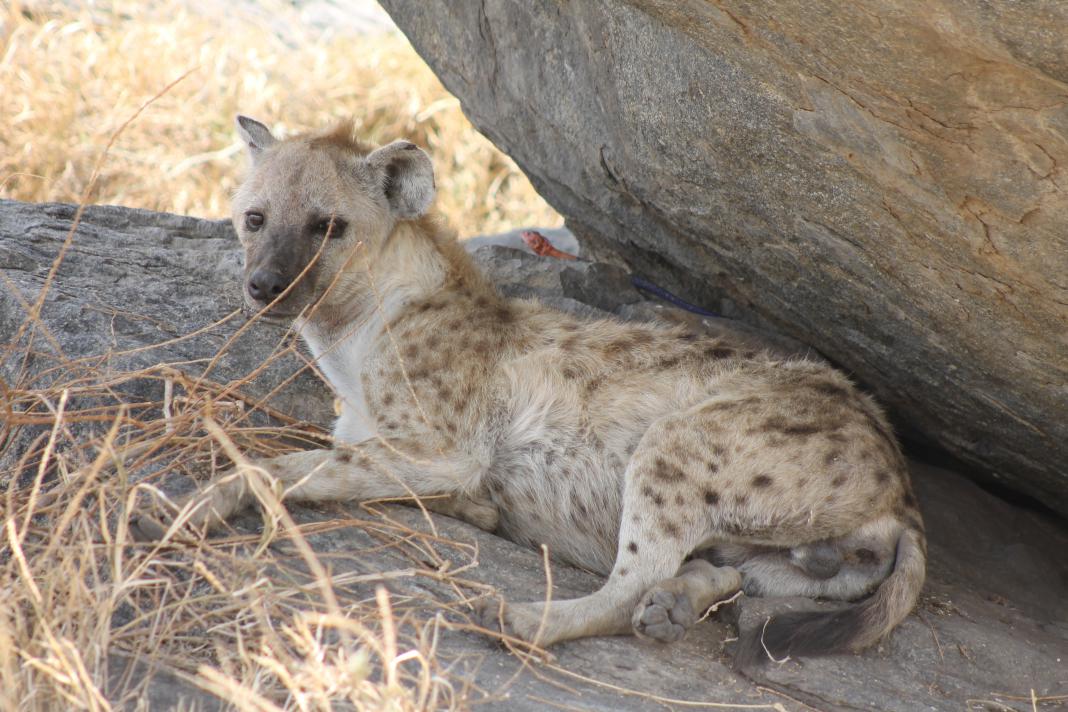 Hyena