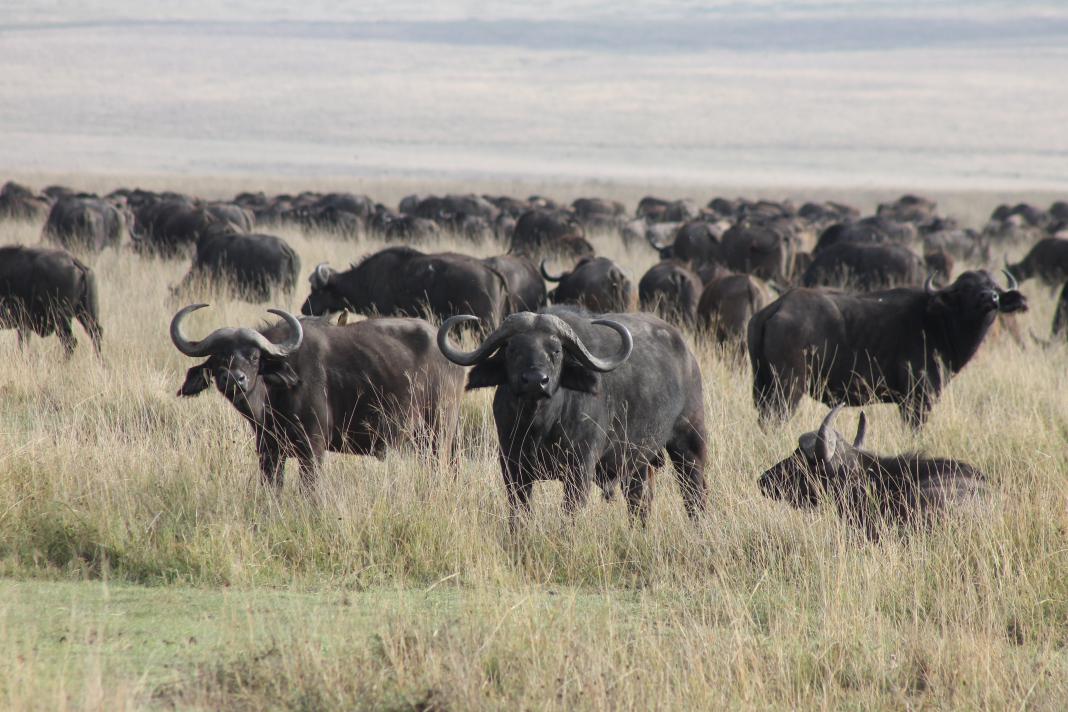 Buffels