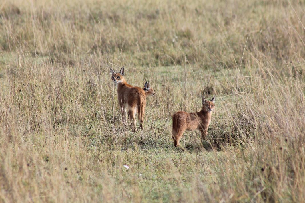 Caracal katten