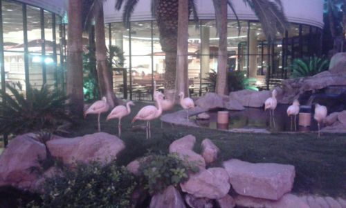 Flamingo's