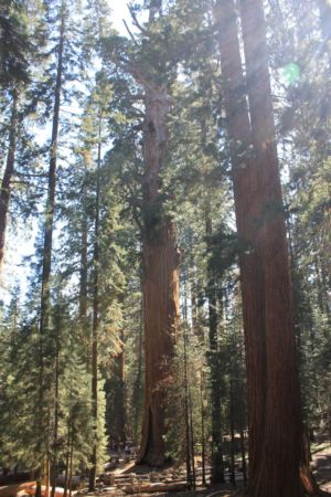 General Sherman Tree