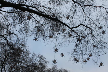 Sterren in de boom