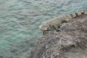 Bonaire