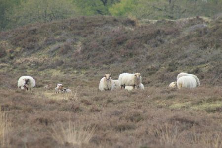 Schoonebeker Heideschapen