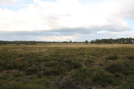 De grote heide van het Deelerwoud