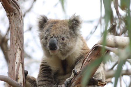 Australië