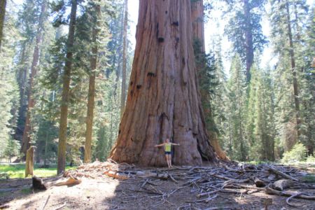 Wat ben je klein bij een reuzachtige Sequoia Tree